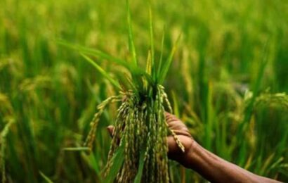 Crop protection companies to reap bumper Q2 harvest
